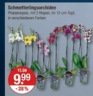 Schmetterlingsorchidee von  im aktuellen V-Markt Prospekt für 9,99 €