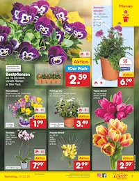 Zimmerpflanzen Angebot im aktuellen Netto Marken-Discount Prospekt auf Seite 9