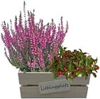 Herbstkasten Lieblingsplatz im Angebot bei REWE in Amberg Herbstkasten Lieblingsplatz Angebote bei REWE Amberg für 9,99 €