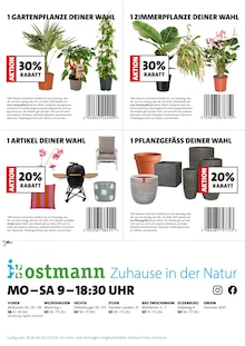 Aktueller Blumen Ostmann Prospekt