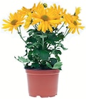 Chrysanthemen im Angebot bei Zimmermann in Magdeburg Chrysanthemen Angebote bei Zimmermann Magdeburg für 0,99 €