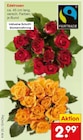 Aktuelles Edelrosen Angebot bei Netto Marken-Discount in Krefeld ab 2,99 €