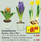 Aktuelles Zwiebelblumen Angebot bei toom Baumarkt in Bochum ab 0,99 €