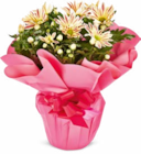 Chrysantheme Angebote bei Netto Marken-Discount Oberhausen für 5,99 €