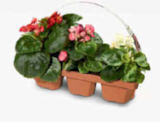Beet und Balkon Mix für 3,99 € bei Netto Marken-Discount im Angebot Beet und Balkon Mix im aktuellen Netto Marken-Discount Prospekt