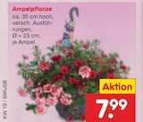 Ampelpflanze Angebote bei Netto Marken-Discount Bremerhaven für 7,99 €