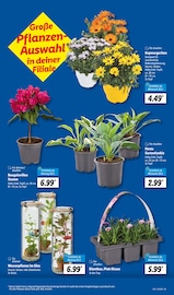 Ähnliche Zitronenbaum Angebote im Prospekt "LIDL LOHNT SICH" von Lidl in Ahaus Ähnliche Angebote wie Zitronenbaum im Prospekt "LIDL LOHNT SICH" auf Seite 7 von Lidl in Ahaus