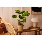 Philondendron Monstera dans le catalogue Carrefour Market