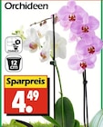 Wreesmann Aurich - Orchideen Angebot im Prospekt Orchideen bei Wreesmann im Aurich Prospekt für 4,49 €