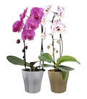 Orchidée cascade en promo chez Carrefour Rueil-Malmaison à 12,99 €