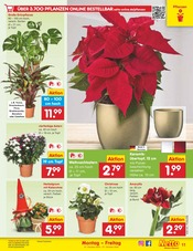 Aktueller Netto Marken-Discount Prospekt mit Stauden, "Aktuelle Angebote", Seite 13