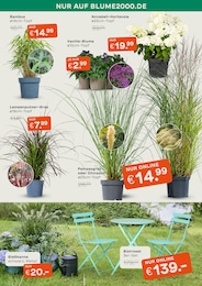 Pampasgras Angebot im aktuellen Blume 2000 Prospekt auf Seite 5