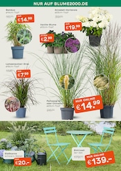 Gartenmöbel im Blume 2000 Prospekt in Remscheid Aktueller Blume 2000 Prospekt mit Gartenmöbel, "GARTENZAUBER", Seite 5