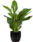 Spathiphyllum en promo chez Lidl Calais à 8,99 €