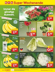 Blumen im Netto Marken-Discount Prospekt "Aktuelle Angebote" mit 55 Seiten (Paderborn)