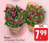 E center Erlenbach (Kandel) Prospekt mit  im Angebot für 7,99 €