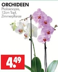 Aktuelle Orchidee Angebote bei Wreesmann in Dresden Aktuelles Orchideen Angebot bei Wreesmann in Dresden ab 4,49 €