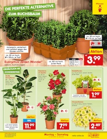 Pflanzen im Netto Marken-Discount Prospekt "Aktuelle Angebote" mit 61 Seiten (Bochum)