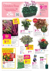 Promos Chrysanthèmes dans le catalogue "Chez nous les bonnes affaires c'est toute l'année" de Delbard Chrysanthèmes en promo dans le catalogue Delbard à la page 2