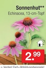 Sonnenhut im Angebot bei Zimmermann in Nordhorn Sonnenhut Angebote bei Zimmermann Nordhorn für 2,99 €
