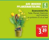 Blumenzwiebeln Mix Angebote bei Marktkauf Leipzig für 3,49 €