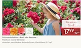 Duftrosenkollektion – Edel- oder Beetrose – frisch aus unserer Gärtnerei von Kölles Beste im aktuellen Pflanzen Kölle Prospekt