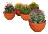 Truffaut Ancône - Promo Cactus Canari Promo Cactus Canari à 14,99 € dans le catalogue Truffaut à Ancône
