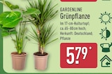 Grünpflanze von Gardenline für 5,79 € bei ALDI Nord im Angebot Grünpflanze von Gardenline im aktuellen ALDI Nord Prospekt