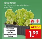 Salatpflanzen von  im aktuellen Netto Marken-Discount Prospekt für 1,99 €