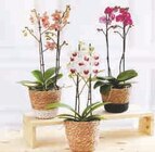 Promo Orchidée 2 Tiges à 14,99 € dans le catalogue U Express à Plouigneau