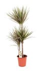 Gamm vert Liesle - Promo Mélange de dracaena marginata Promo Mélange de dracaena marginata à 19,99 € dans le catalogue Gamm vert à Liesle
