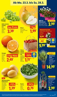 Blumentopf im Lidl Prospekt "LIDL LOHNT SICH" mit 74 Seiten (Bielefeld)