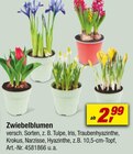 toom Baumarkt Soest Prospekt mit  im Angebot für 2,99 €