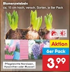 Blumenzwiebeln bei Netto Marken-Discount im Pocking Prospekt für 3,99 €