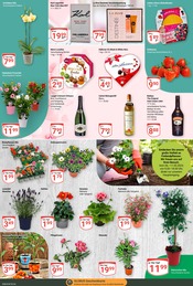 Aktueller GLOBUS Prospekt mit Erdbeeren, "Aktuelle Angebote", Seite 17