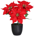 Weihnachtsstern bei Möbel Martin im Konz Prospekt für 6,99 €