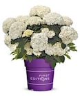 Aktuelles Schneeballhortensie 'FlowerWOW' Angebot bei Hagebaumarkt in Regensburg ab 19,99 €