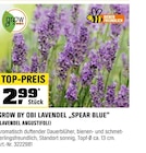 LAVENDEL „SPEAR BLUE“ Angebote von GROW BY OBI bei OBI Cottbus für 2,99 €