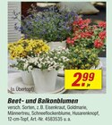 Beet- und Balkonblumen Angebote bei toom Baumarkt Cottbus für 2,99 €