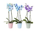 Orchidée teintée - Carrefour à Nîmes Orchidée teintée en promo chez Carrefour Nîmes à 14,99 €