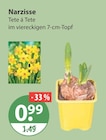Narzisse Tete á Tete im aktuellen V-Markt Prospekt für 0,99 €