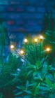 Solar-Gartenstecker Glühwürmchen Angebote von Garden Dream bei Netto mit dem Scottie Rostock für 3,99 €