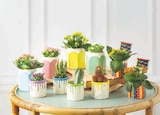 Mixte Kalanchoe Cactus dans le catalogue Hyper U