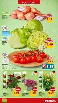 Tomaten im Penny Prospekt "Wer günstig will, muss Penny." mit 42 Seiten (Duisburg)