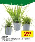 Gräser bei toom Baumarkt im Lünen Prospekt für 2,99 €