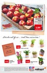 Plantes Plantes