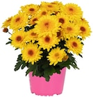 Chrysantheme 'Suntaste' im Angebot bei REWE in München Chrysantheme 'Suntaste' Angebote bei REWE München für 3,49 €