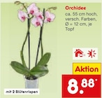 Aktuelles Orchidee Angebot bei Netto Marken-Discount in Mannheim ab 8,88 €