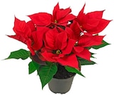 Fairtrade-Weihnachtsstern Angebote bei REWE Pforzheim für 2,99 €