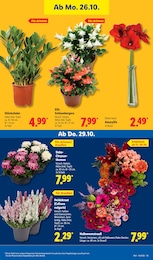 Blumen Angebot & Preis im aktuellen Lidl Prospekt Blumen Angebot im aktuellen Lidl Prospekt auf Seite 33